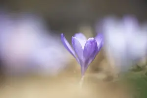Early Blooming Plants Prints: Flowering spring crocus (Crocus vernus)