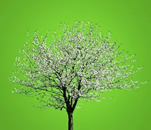 Agricultural Crop Prints: Flowering Tree