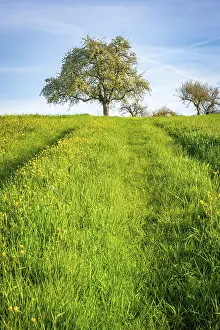 Southern Germany Blossom Prints: Flowering tree in a meadow in spring