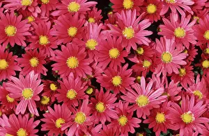 Yellow Flowering Plants Prints: Flowers