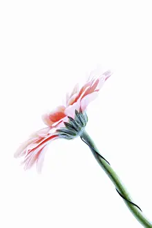 In Bloom Flowers Prints: Flowers