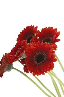 Framed Print : Flowers Print by imageBROKER Framed Print : Flowers Print by imageBROKER