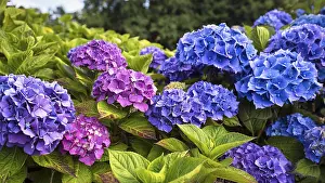 Pink Hydrangea Flowers Prints: Flowers of a bigleaf hydrangea (Hydrangea macrophylla)