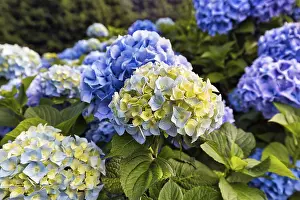 Bigleaf Hydrangea Prints: Flowers of a bigleaf hydrangea (Hydrangea macrophylla)