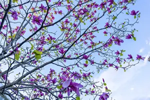 Springtime Nature Prints: The flowers in the trees begin by spring
