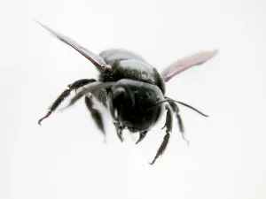 Pterygote Insect Portraits Prints: Fly