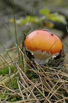 Toxic Mushroom Prints: Fly agaric