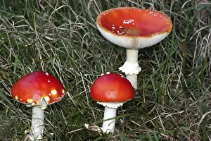 Fly Agaric Mushroom Prints: Fly agaric