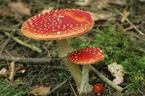 Fly Agaric Fungus Prints: Fly agarics