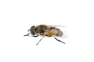 White Background Insect Prints: Fly isolated on a white background