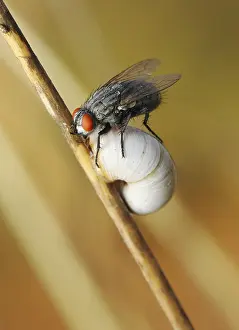 Deserted Summer Scene Prints: A fly sits on the shell of a snail