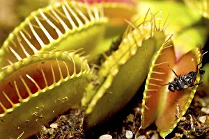 Botany Images Prints: Fly in the Venus Flytrap (Dionaea muscipula)