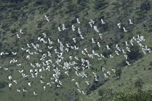 Spread Winged Birds Prints: Flying Cattle Egrets (Bubulcus ibis)
