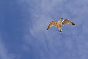 Seagull In Flight Prints: Flying seagull