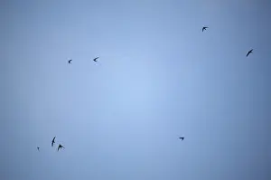 Birds Flying High Prints: Flying in the sky