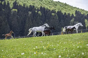 Arabian Horse Breeding Prints: Foal pasture at Marbach main and state stud