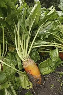 Beta Vulgaris Subsp Prints: Fodder beet or beetroot (Beta vulgaris subsp)