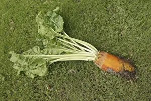 Beta Vulgaris Subsp Prints: Fodder beet or beetroot (Beta vulgaris subsp)