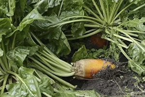 Caryophyllales Order Prints: Fodder beet or beetroot (Beta vulgaris subsp)