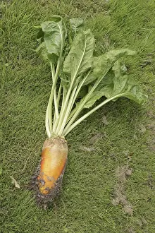 North Rhine Westphalia Plants Prints: Fodder beet or beetroot (Beta vulgaris subsp)