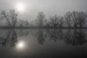 Bare Trees In Fog Prints: Fog, bare trees reflected in the river
