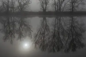 Monochromatic Winter Scene Prints: Fog, bare trees reflected in the river