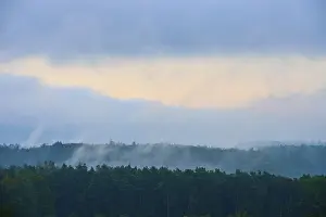 Foggy Forest Landscape Prints: Fog over a dense forest at dawn