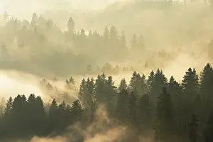 Central Europe Sunset Scene Prints: Fog and forest in the light of the setting sun