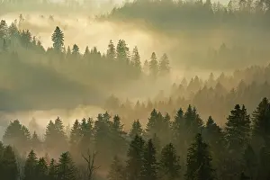 Evening Sun In Switzerland Prints: Fog and forest in the light of the setting sun