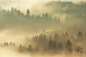 Foggy Forest Landscape Prints: Fog and forest in the light of the setting sun