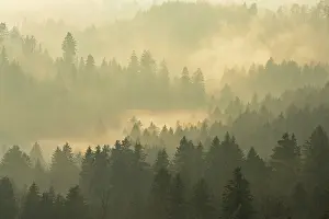 Cloudy European Landscape Prints: Fog and forest in the light of the setting sun