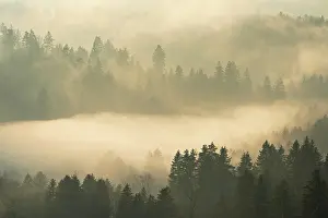 Atmospheric European Landscape Prints: Fog and forest in the light of the setting sun