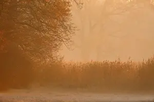Middle Elbe Biosphere Reserve Prints: Fog over the meadows against the light