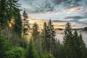 Central Europe Landscapes Prints: Fog at sunset over the Binger forest, Germany