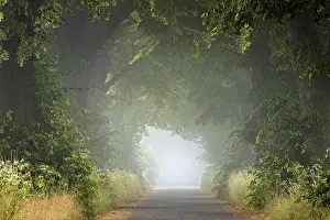 Morning Atmosphere Prints: A foggy forest path, which is lined with densely leafy trees