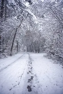 Deserted Forest Track Prints: Footprints mark the course of a snow-covered forest path