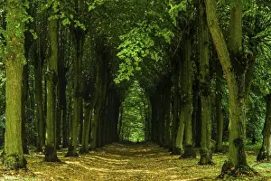 Framed Print : Forest Print by ImageBROKER Framed Print : Forest Print by ImageBROKER