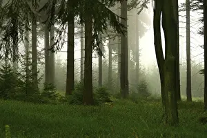 Deserted European Countryside Prints: Forest