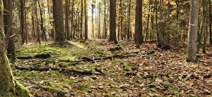 Upper Franconia Hiking Trails Prints: Forest clearing with soft sunlight