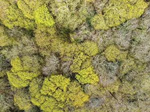 Drone Photography Devon England Prints: Top Down over Forest from a drone
