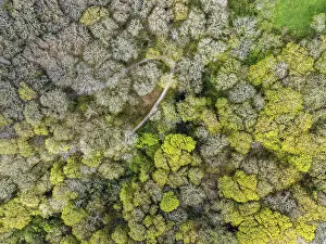 Drone Photography Devon England Prints: Top Down over Forest from a drone