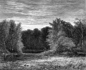 Vintage Forest Illustration Prints: A forest on the edge of Lehigh