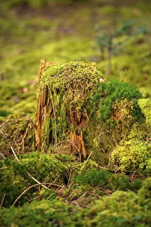 Schwarzwald Landscape Photo Prints: Forest floor with tree stump and moss