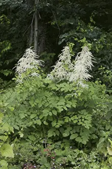 Deserted Forest Landscape Germany Prints: Forest honeysuckle (Aruncus dioicus)