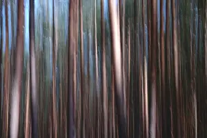 Long Exposure Nature Shots Prints: Forest, impression, alienation