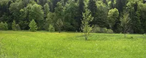 Springtime In Southern Germany Prints: Forest and meadows in spring, Doos