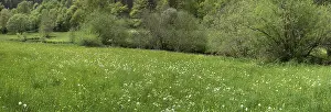 Bavaria Forest Scenery Prints: Forest and meadows in spring, Doos
