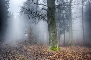 Deciduous Forest Prints: Forest in the mist