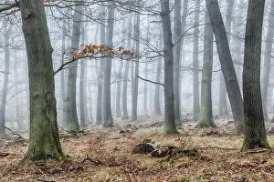 Deciduous Forest Landscape Prints: Forest in the mist
