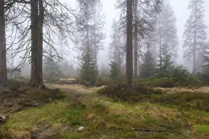 Nature Conservation Area Europe Prints: Forest at the Oderteich in the Nebel